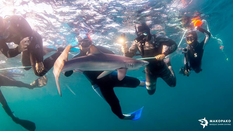 MAKO PAKO Shark Diving