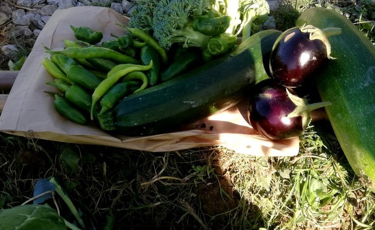 Abierto el plazo para solicitar el uso de las huertas municipales de Zumaia