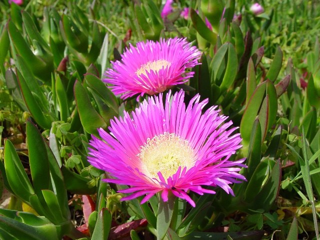 Este domingo se realizará una campaña para sustraer la planta ‘Carpobrotus edulis’ de la playa Itzurun