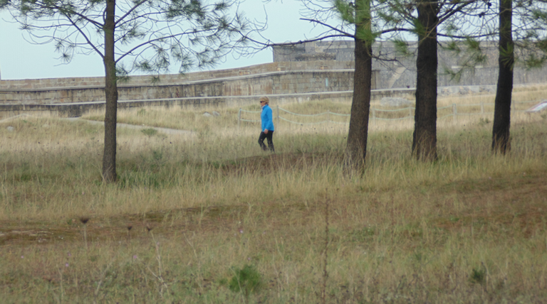 LOS PINOS QUE RODEAN EL ENTORNO DE LA PLAYA DE SANTIAGO SON ESPECIES INVASORAS