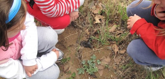 Taller gratuito sobre plantas medicinales