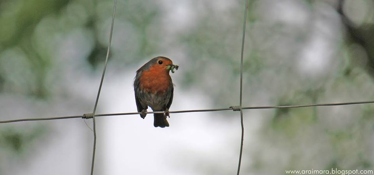 Taller para elaborar comederos para aves