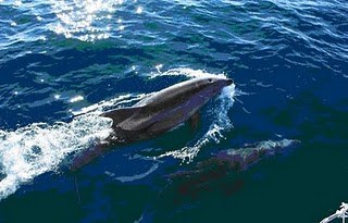 Ateak irekita izango dira asteburuan Algorri Interpretazio Zentroan