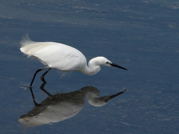 Hegaztien Nazioarteko Egunerako irteera antolatu du Zumaiako Natur Taldeak