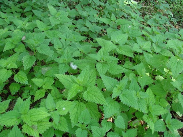 'Landareak, atsegin handiz' erakusketa gaur (astelehena) arratsaldean zabalduko dute