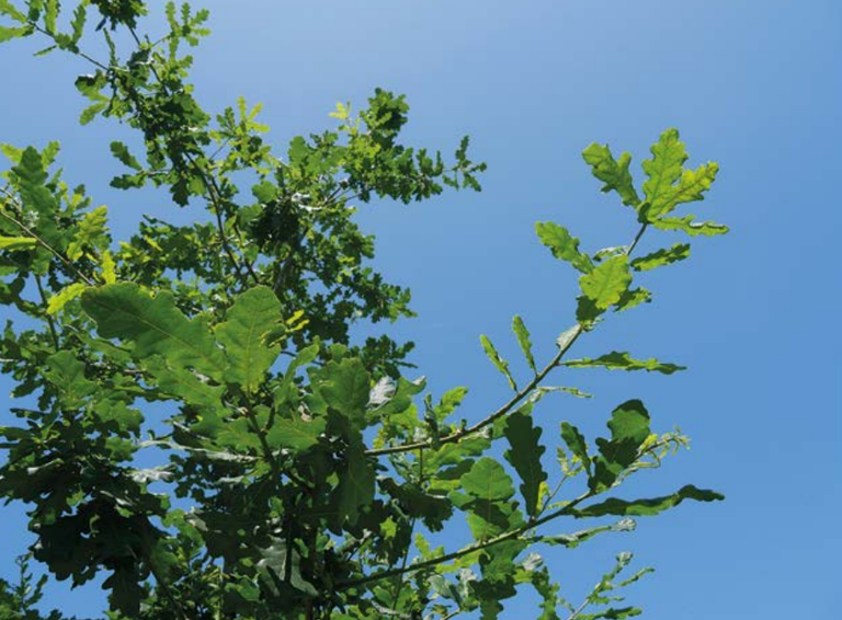 Memoriaren Bulegoa zabalduko dute, 1959-1978 aldiko eskubide urraketak aztertzeko