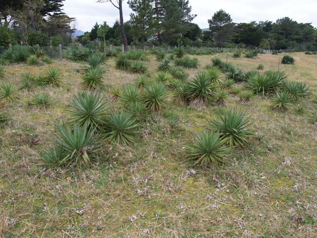 'Yucca Gloriosa' landare inbaditzailea kentzeko kanpaina abiatu du Udalak