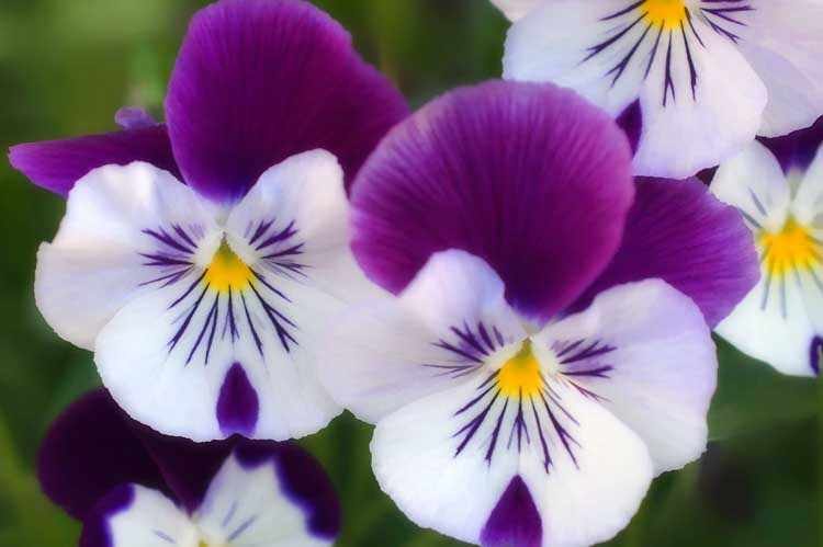 ZUMAIAKO UDALAK HERRITARREN ESKURA JARRIKO DITU HERRIKO LORATEGIETATIK ALDATUTAKO LOREAK